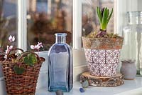 Budding purple Hyacinth in decorative pot on windowsill.
