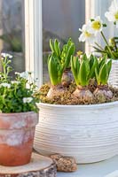 White budding Hyacinthus and Helleborus in containers on windowsill.