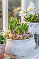 Festive bowl of budding Hyacinthus on windowsill.