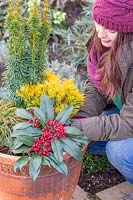 Woman planting Skimmia japonica subsp. reevesiana at the front of large mixed winter container.