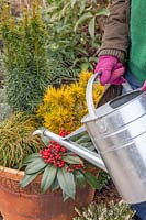 Woman watering large terracotta pot planted with mixed evergreen, winter-interest shrubs.