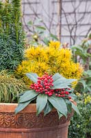 Large terracotta pot planted with mixed evergreen, winter-interest shrubs.