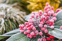 Skimmia japonica subsp. reevesiana in hoar frost.