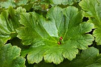 Darmera peltata - Umbrella Plant
 
