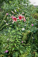 Lilium 'Friso' - Oriental trumpet lily - and Digitalis purpurea - Foxglove - in border. 