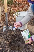 Woman adding Rootgrow Mycorrhizal Fungi to planting hole prior to planting bare root rose.