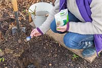 Adding powdered Rootgrow Mycorrhizal Fungi to hole prior to 
planting bare root rose
