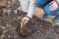 Woman lowering bare root rose into prepared planting hole.