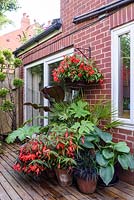 A group of containers on decking planted with lush plants including Begonia 'Bonfire', hostas, palms