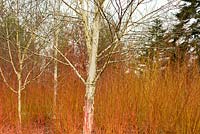 Betula utilis var. jacquemontii 'Doorenbos' - Himalayan Birch 'Doorenbos' surrounded by Cornus sanguinea 'Winter Beauty' - Dogwood 'Winter Beauty', The Winter Garden at Sir Harold Hillier Gardens, Hampshire, UK.
