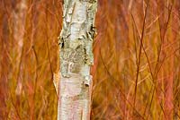 Betula utilis var. jacquemontii 'Doorenbos' amongst fiery dogwood Cornus sanguinea 'Winter Beauty' in the Winter Garden at Sir Harold Hillier Gardens, Hampshire County Council, Romsey, Hants, UK