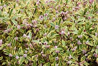 Daphne odora 'Mae-Jima'. Sir Harold Hillier Gardens, Hampshire County Council, Romsey, Hants, UK