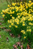 Narcissus 'Tete a Tete'. Sir Harold Hillier Gardens, Hampshire County Council, Romsey, Hants, UK