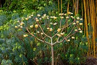 Edgeworthia chrysantha - Paperbush. Sir Harold Hillier Gardens, Hampshire, UK. 