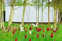 The Garden of Reflection has a poustinia - a quiet place for prayer-  at its heart surrounded by a grove of silver birch trees underplanted with dark red Tulipa 'Red Shine' and pheasant's eye narcissi. Bishop's Palace Garden, Wells, Somerset, UK