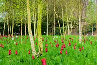 Tulipa 'Red Shine' and Narcissus poeticus var. recurvus growing among a grove of Betula - Silver Birch trees. Bishop's Palace Garden, Wells, Somerset, UK.
