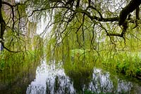 A veil of weeping willow branches hangs over the moat at the Bishop's Palace Garden, Wells, Somerset, UK