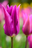Tulipa 'Purple Dream'