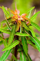 Euphorbia griffithii 'Dixter' - Spurge 'Dixter'