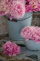 Pail and bowl of pink cut peonies on distressed vintage table.