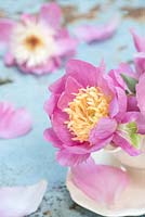 Paeonia lactiflora 'Bowl of Beauty' - Peony 'Bowl of Beauty' decorating vintage tea set. 