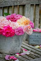 Zinc bucket of fragrant summer roses. 