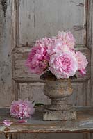 Pink peony arrangement in vintage stone urn. 