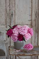 French vintage interior with grey vase of pink peonies. 