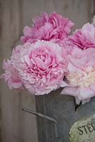 Zinc florist's bucket of cut pink peonies - Paeonia 'Sarah Bernhardt' 