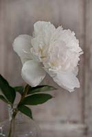 Paeonia lactiflora 'Amalia Olson' - Peony 'Amalia Olsen'