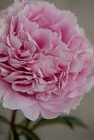 Paeonia lactiflora 'Sarah Bernhardt' - Peony 'Sarah Bernhardt'