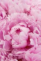 Paeonia lactiflora 'Sarah Bernhardt' - Peony 'Sarah Bernhardt'