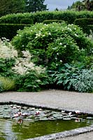 Aruncus dioicus and pond in The White Garden. 