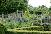Post and rail fence as a garden divider with Delphinium and Buxus - box edging
