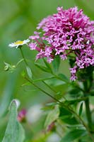 Centranthus ruber - red valerian - with Erigeron