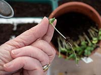 Pricking out Zinnia seedlings when seed leaves appear and are large enough to handle
