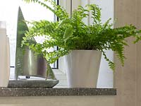 Nephrolepis exaltata - sword fern - in a container on bathroom windowsill