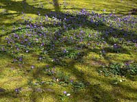Tree casting shadow over a drift of Anemone blanda growing amongst moss and 
grass
