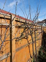 View of Malus - Apple trees trained along garden fence.  
