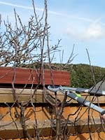 Pruning Malus -  apple - trees growing against a fence, using a long-handled lopper to take out all
 upward growing straight shoots