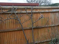 Malus -  apple -  tree trained against a fence, shown after pruning out all
 upward growing straight shoots