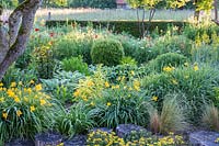 The clear line of the clipped hedge in the background contrasts with the 
wildflower meadow. Bed containes Buxus - box -  sphere and clumps of Hosta and 
Hemerocallis - daylily and Sedum floriferum 'Weihenstephaner Gold'