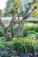 Gnarly tree trunk underplanted with with flowering Hemerocallis - Daylily 
