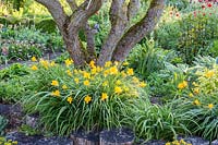 Gnarly tree trunk underplanted with with flowering Hemerocallis - Daylily