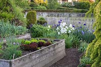 Vegetables such as lettuces are grown in wooden raised beds, view towards
 irises such as Iris sibirica 'High Standards' and 'Steve Varner'
 grown near chestnut fence, wall and hedge.
