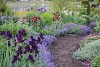 View of curved, flowered perennial border, with Bearded Iris and Nepeta spilling out onto the path. 
