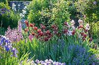 Perennial border with Iris Barbara - Bearded Iris 
