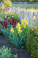 View along flowering border, with Paeonia - Peony, Iris barbata - Bearded Iris and Taxus - Yew - backed by chestnut fence. 

