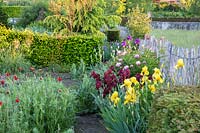 View along flowering border, with Paeonia - Peony, Iris barbata - Bearded Iris and Taxus - Yew - backed by chestnut fence.
