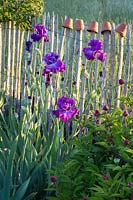 Iris 'Gypsy Romance' - Bearded Iris 'Gypsy Romance' growing with Paeonia - Peony buds infront of chestnut fence. 